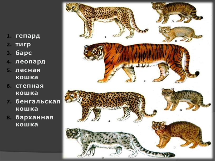 гепард тигр барс леопард лесная кошка степная кошка бенгальская кошка барханная кошка