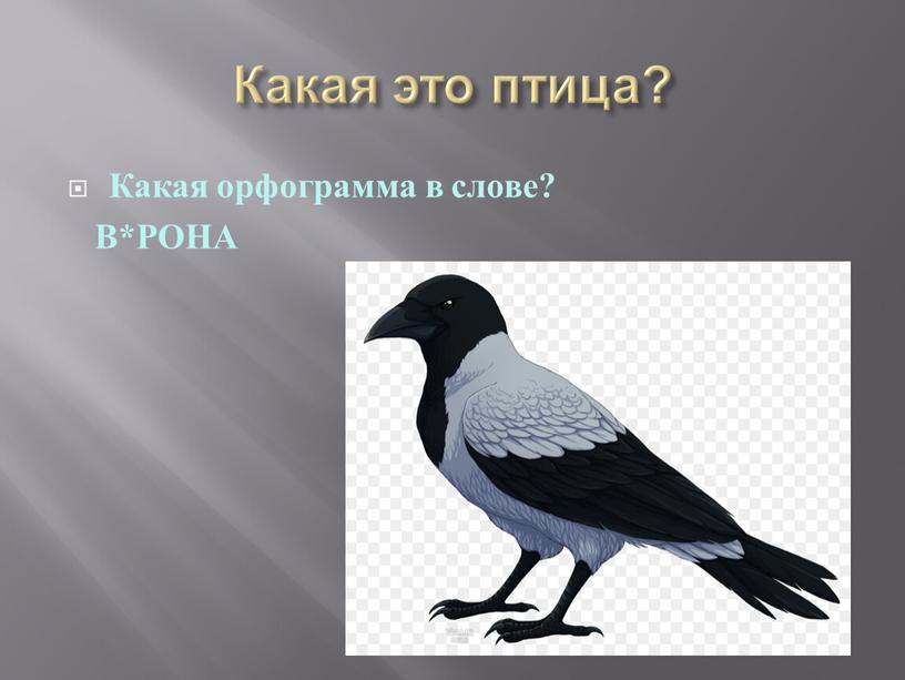 Какая это птица? Какая орфограмма в слове?