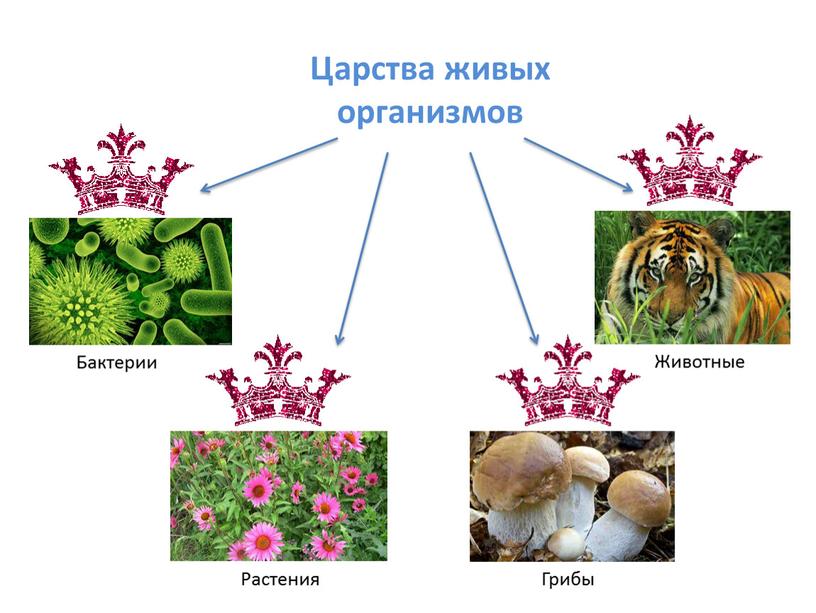 Царства живых организмов Бактерии