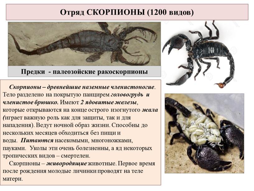 Отряд СКОРПИОНЫ (1200 видов) Предки - палеозойские ракоскорпионы