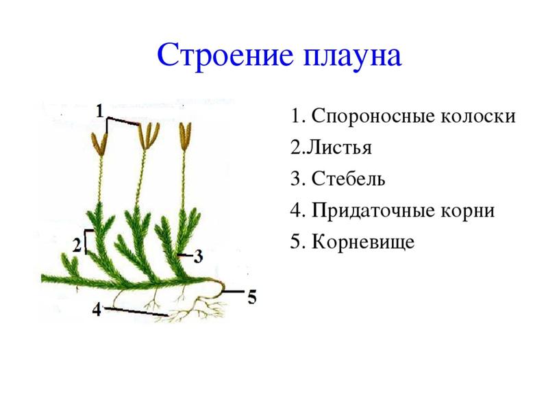 Высшие споровые растения