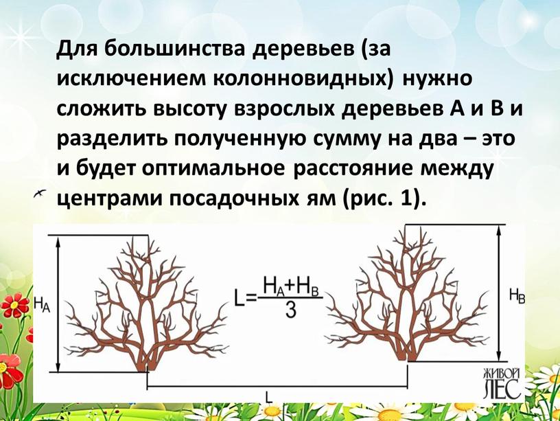 Для большинства деревьев (за исключением колонновидных) нужно сложить высоту взрослых деревьев