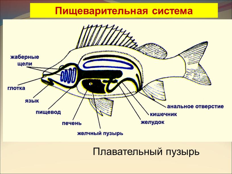 Пищеварительная система Плавательный пузырь