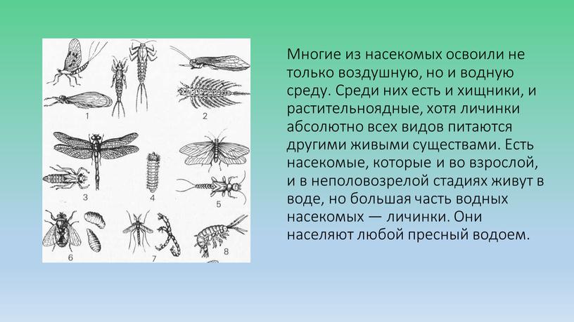 Многие из насекомых освоили не только воздушную, но и водную среду