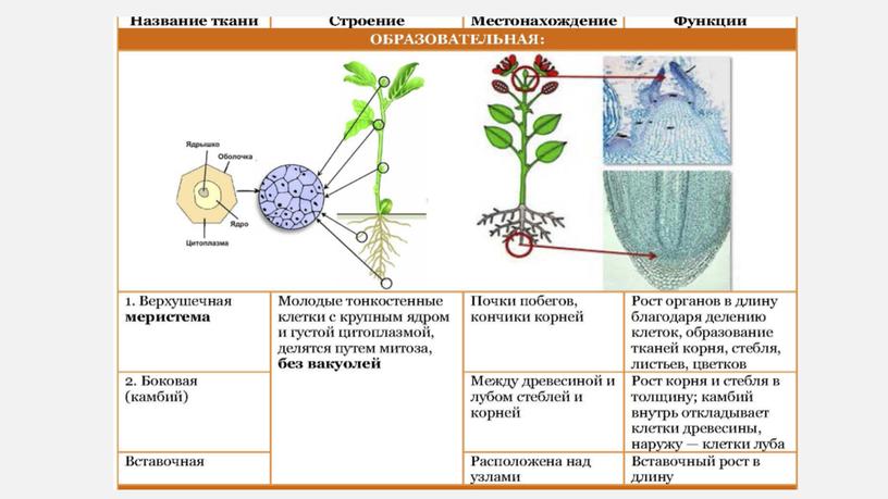 Презентация Ткани растений