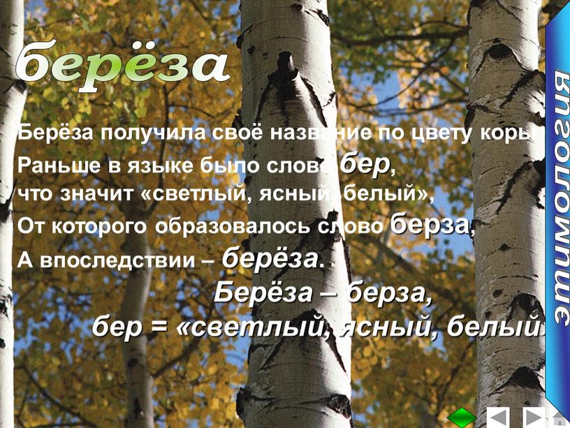 Берёза получила своё название по цвету коры