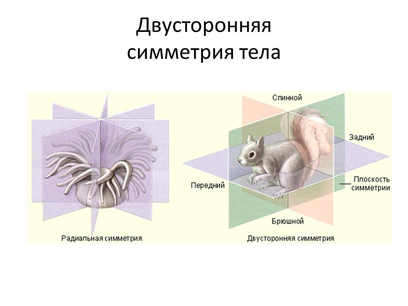 Двусторонняя симметрия тела