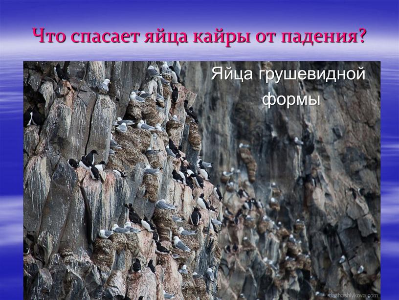 Что спасает яйца кайры от падения?