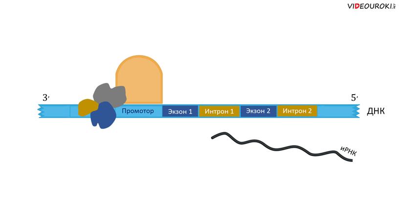 Промотор ДНК Экзон 1 Интрон 1 Экзон 2