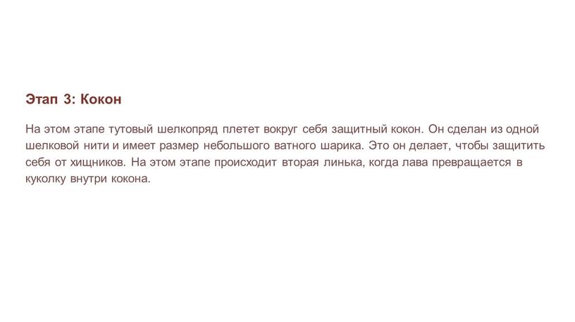 Этап 3: Кокон На этом этапе тутовый шелкопряд плетет вокруг себя защитный кокон