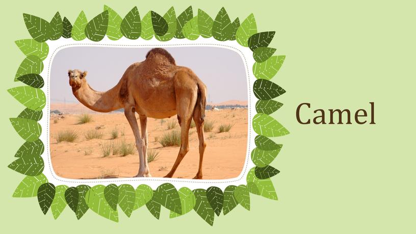 Camel