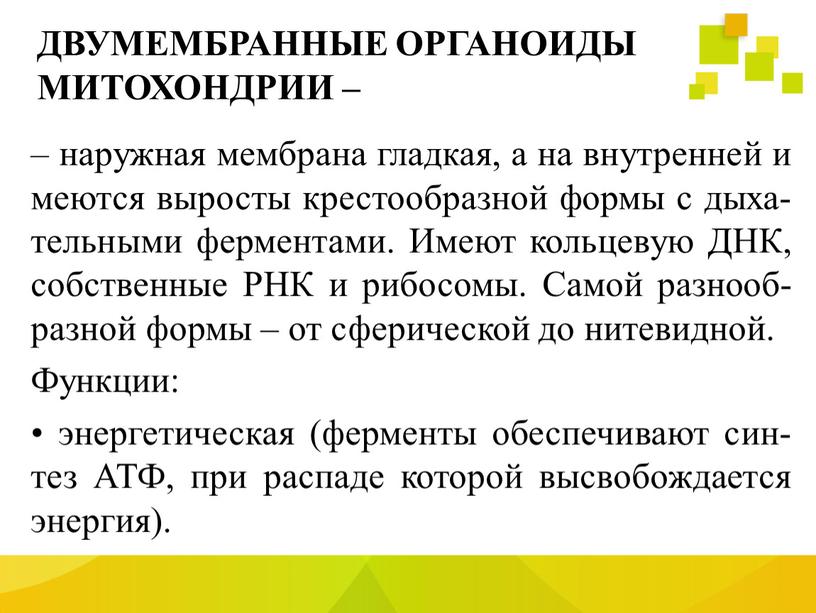 ДВУМЕМБРАННЫЕ ОРГАНОИДЫ МИТОХОНДРИИ – – наружная мембрана гладкая, а на внутренней имеются выросты крестообразной формы с дыха-тельными ферментами