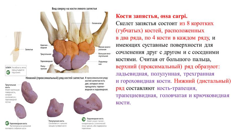 Кости запястья, ossa carpi. Скелет запястья состоит из 8 коротких (губчатых) костей, расположенных в два ряда, по 4 кости в каждом ряду, и имеющих суставные…