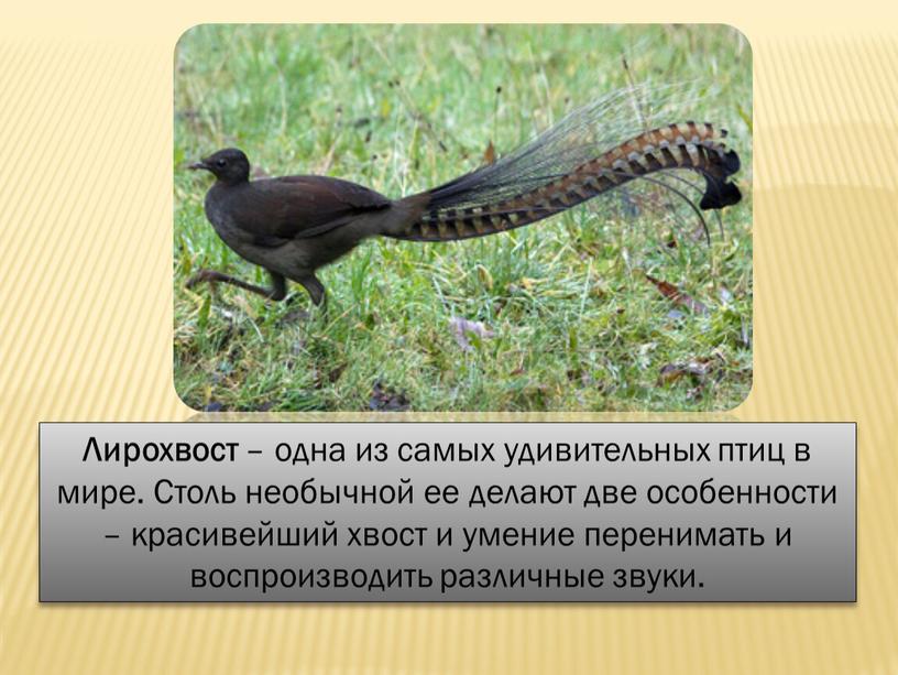 Лирохвост – одна из самых удивительных птиц в мире