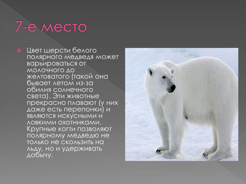 Цвет шерсти белого полярного медведя может варьироваться от молочного до желтоватого (такой она бывает летом из-за обилия солнечного света)