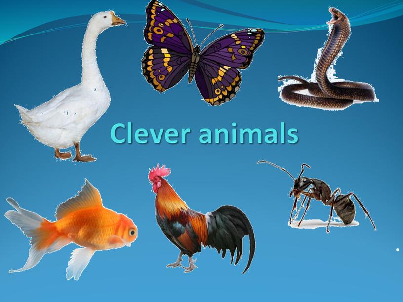 Clever animals .