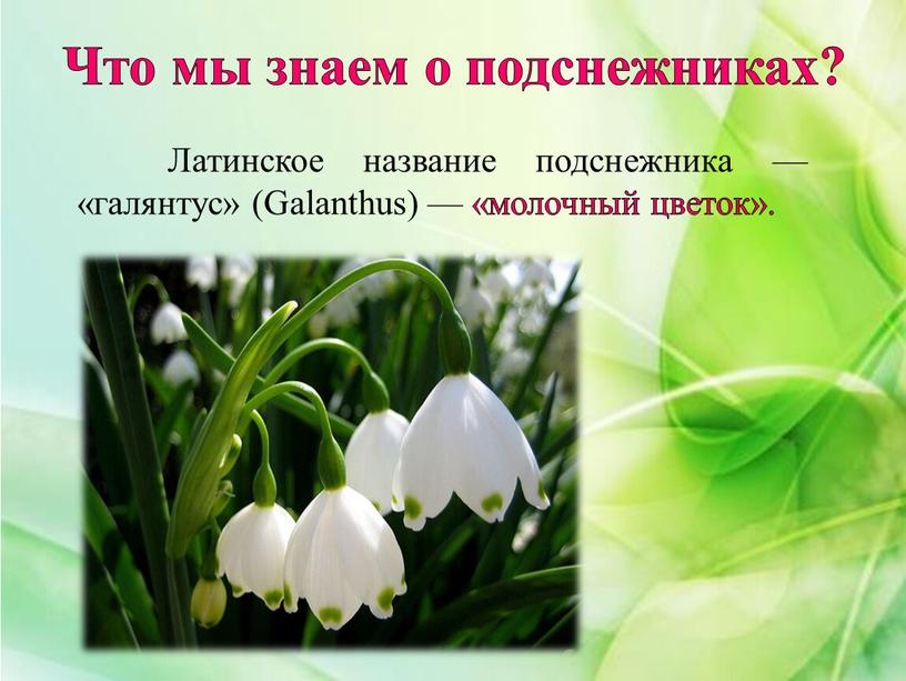 Что мы знаем о подснежниках? Латинское название подснежника — «галянтус» (Galanthus) — «молочный цветок»