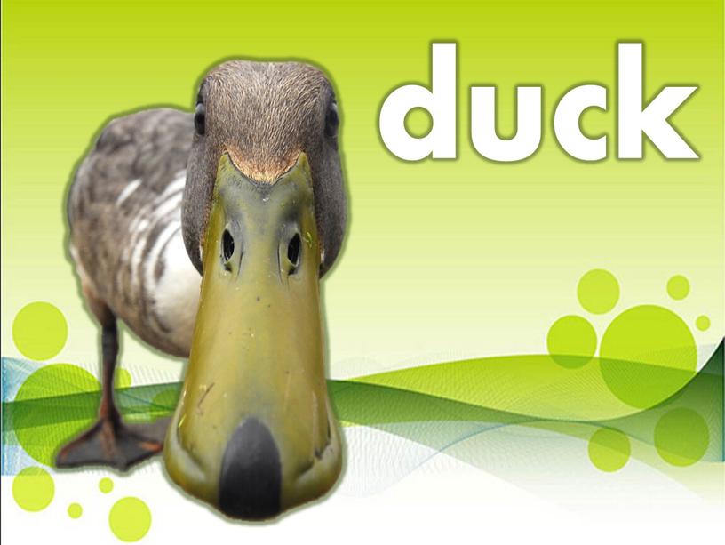 duck