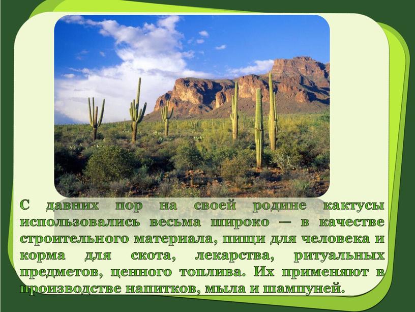 С давних пор на своей родине кактусы использовались весьма широко — в качестве строительного материала, пищи для человека и корма для скота, лекарства, ритуальных предметов,…