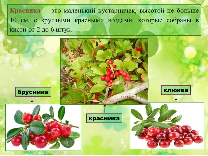 Красника - это маленький кустарничек, высотой не больше 10 см, с круглыми красными ягодами, которые собраны в кисти от 2 до 6 штук