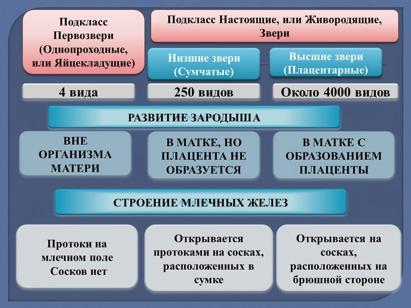 Подкласс Первозвери (Однопроходные, или