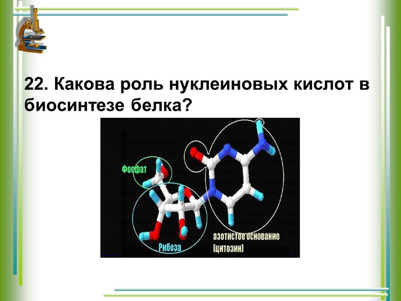 Какова роль нуклеиновых кислот в биосинтезе белка?