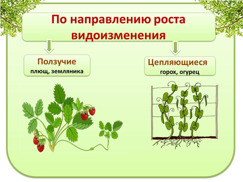 Ползучие плющ, земляника Цепляющиеся горох, огурец