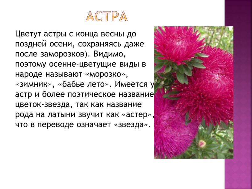 АСТРА Цветут астры с конца весны до поздней осени, сохраняясь даже после заморозков)