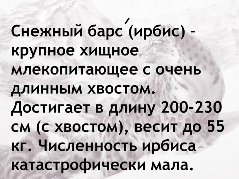 Снежный барс (ирбис) – крупное хищное млекопитающее с очень длинным хвостом