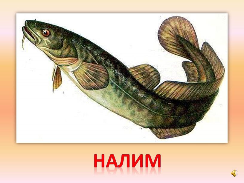 налим