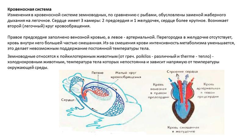 Кровеносная система Изменения в кровеносной системе земноводных, по сравнению с рыбами, обусловлены заменой жаберного дыхания на легочное