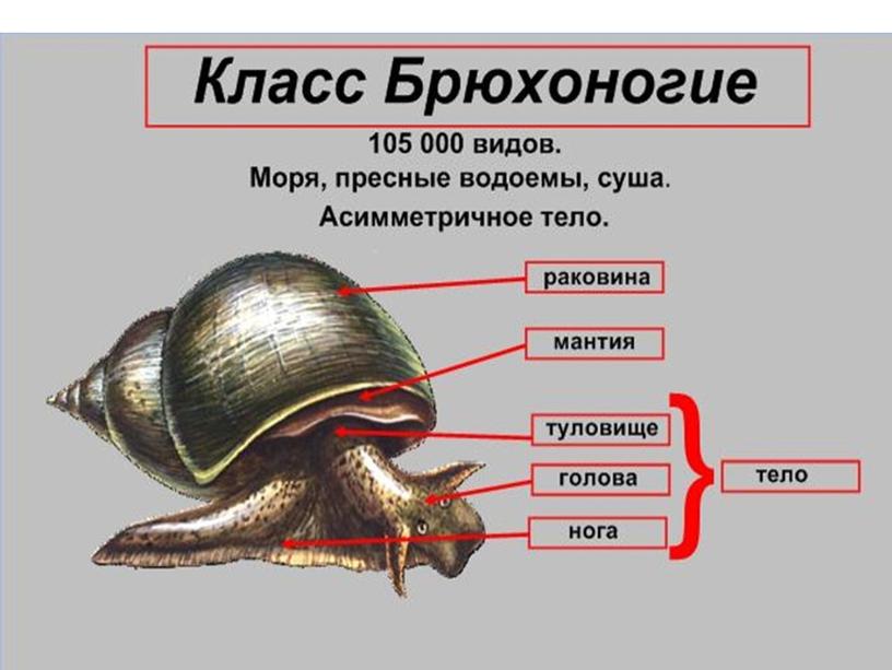 Внешнее строение брюхоногих моллюсков схема