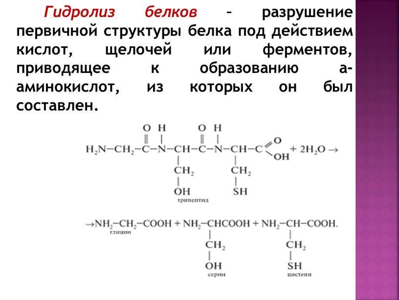 Белки урок химии 10 класс презентация