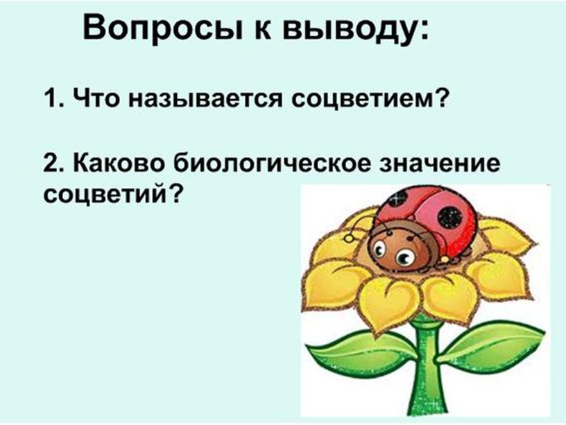 Соцветия