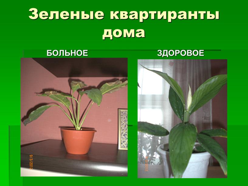 Зеленые квартиранты дома БОЛЬНОЕ