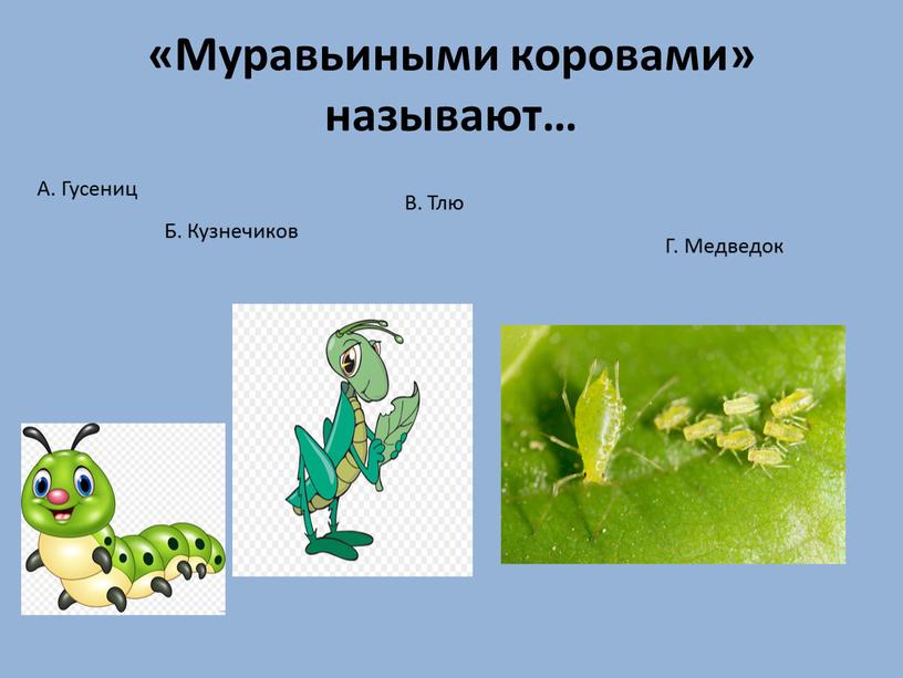 Муравьиными коровами» называют…