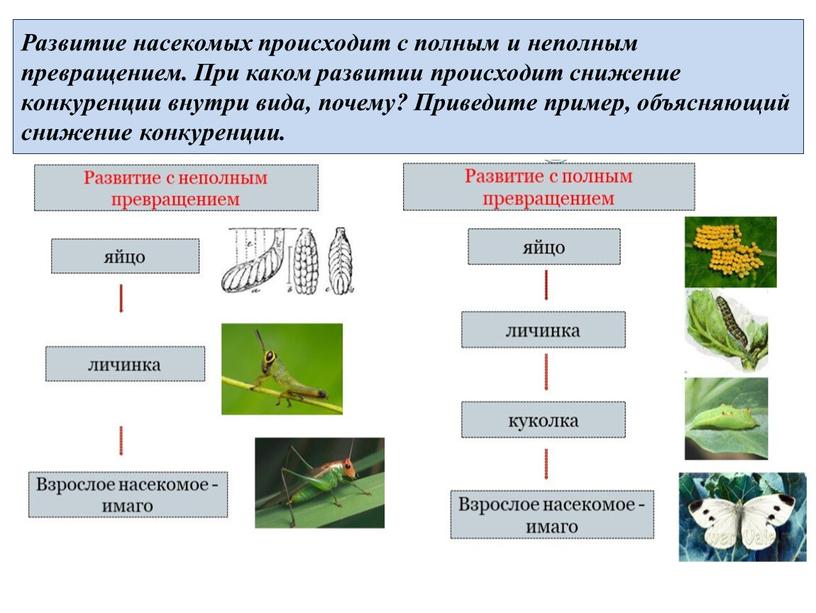 Развитие насекомых происходит с полным и неполным превращением