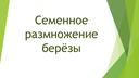 Обложка для материала Семенное размножение берёзы.