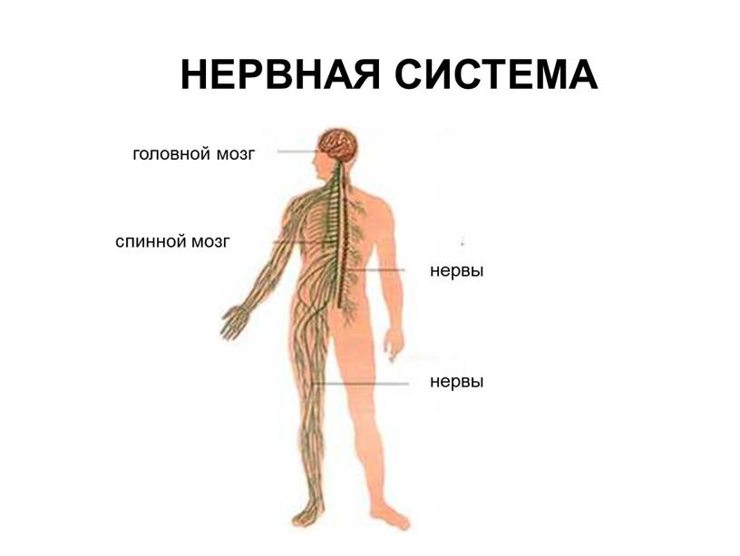 НЕРВНАЯ СИСТЕМА головной мозг спинной мозг нервы нервы