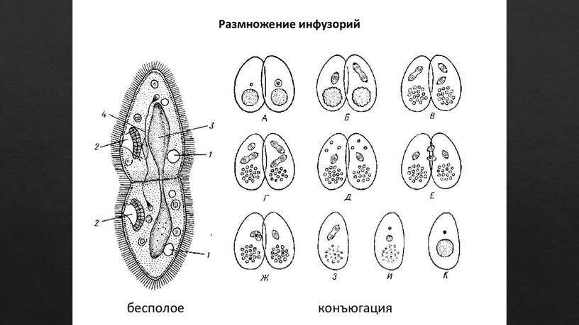 Презентация на тему "Образ жизни и строение инфузорий"