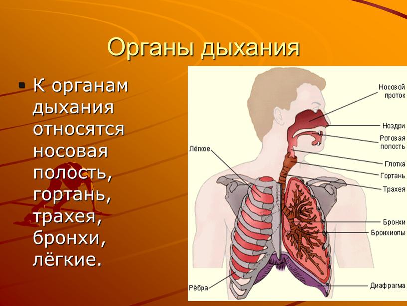 Органы дыхания К органам дыхания относятся носовая полость, гортань, трахея, бронхи, лёгкие