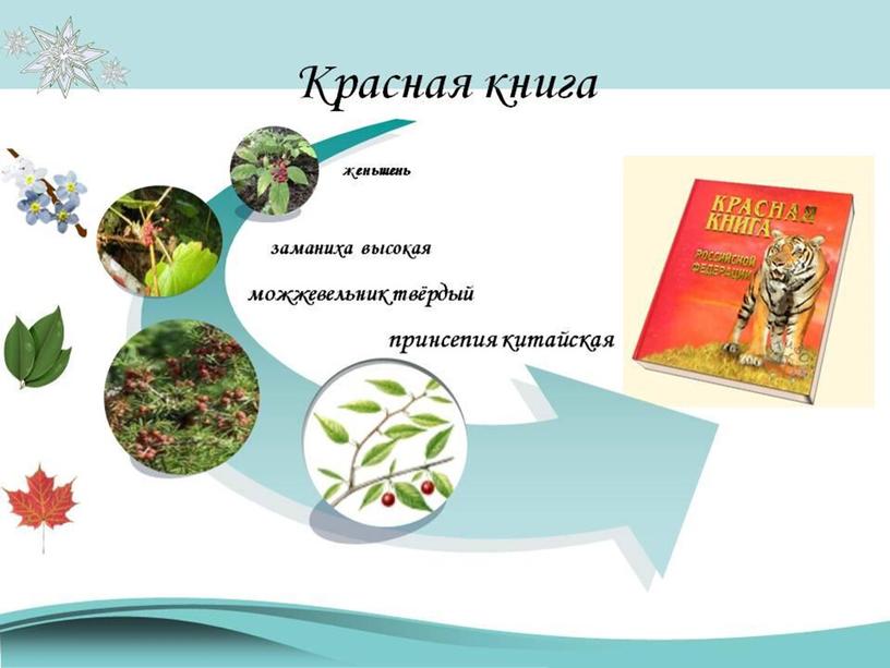 Красная книга урок