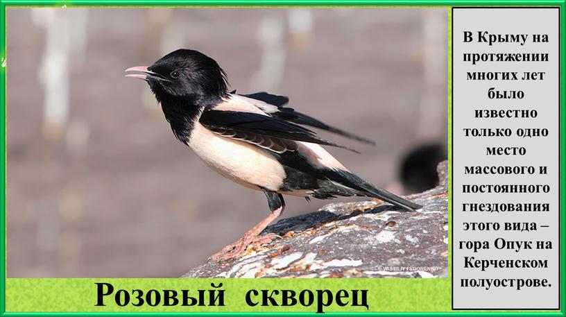 Розовый скворец В Крыму на протяжении многих лет было известно только одно место массового и постоянного гнездования этого вида – гора