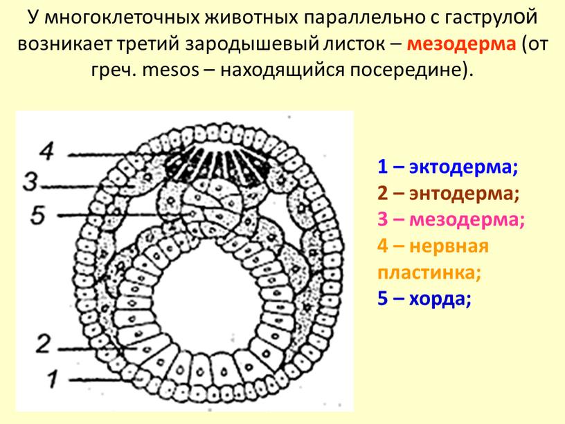 У многоклеточных животных параллельно с гаструлой возникает третий зародышевый листок – мезодерма (от греч