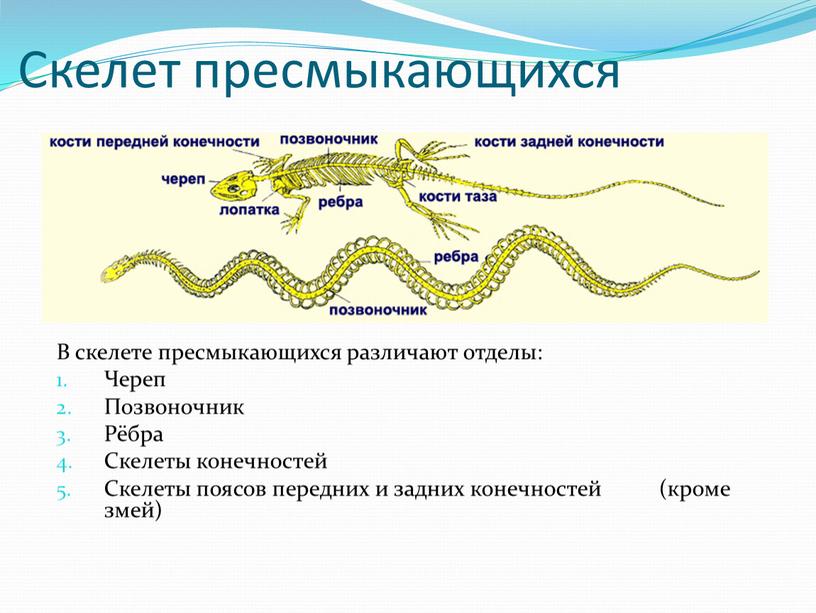 Скелет пресмыкающихся В скелете пресмыкающихся различают отделы: