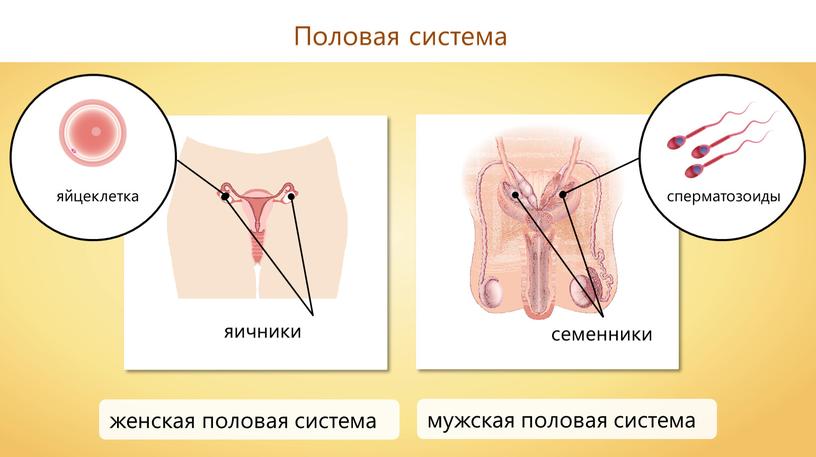 Половая система яичники семенники сперматозоиды яйцеклетка женская половая система мужская половая система