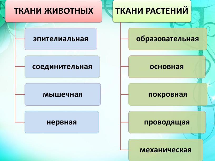 Презентация к уроку биологии 5 класс на тему Ткани