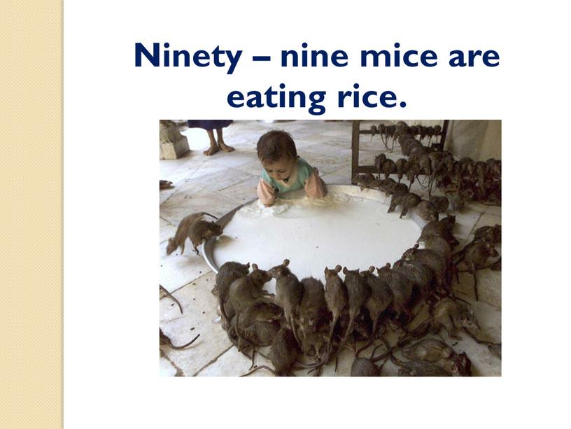 Ninety – nine mice are eating rice