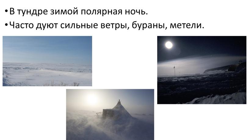 В тундре зимой полярная ночь. Часто дуют сильные ветры, бураны, метели