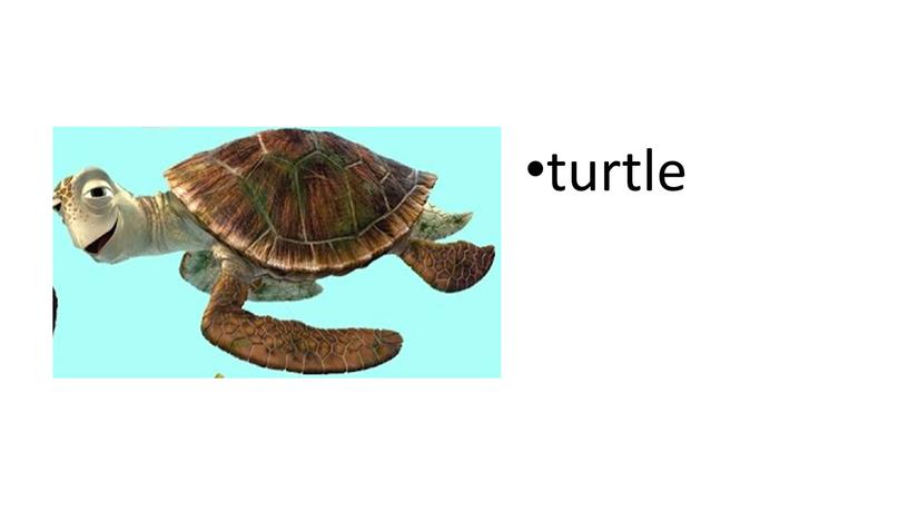 turtle